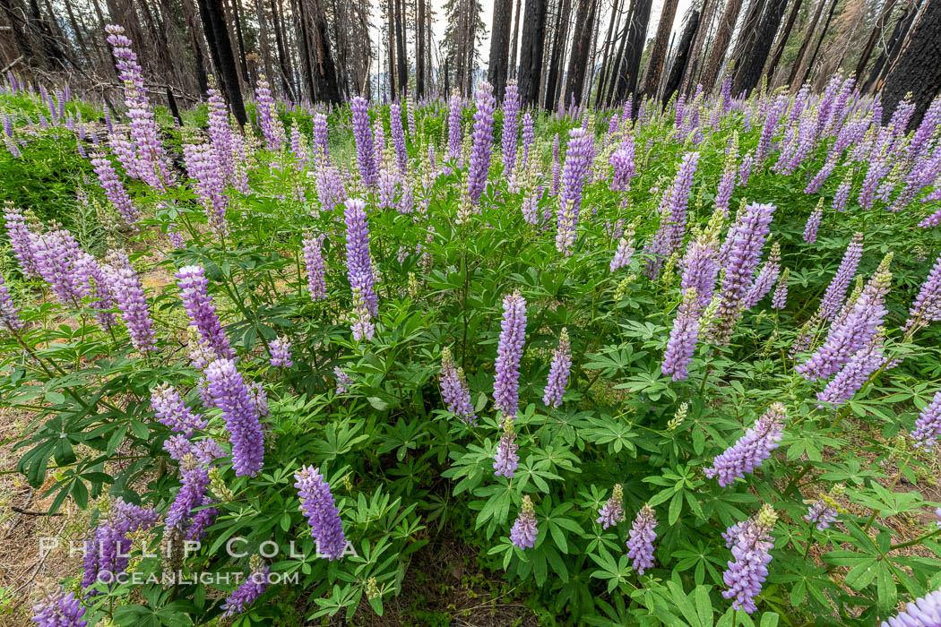 Lupine bloom in burned area after a forest fire, near Wawona, Yosemite National Park. California, USA, natural history stock photograph, photo id 36370