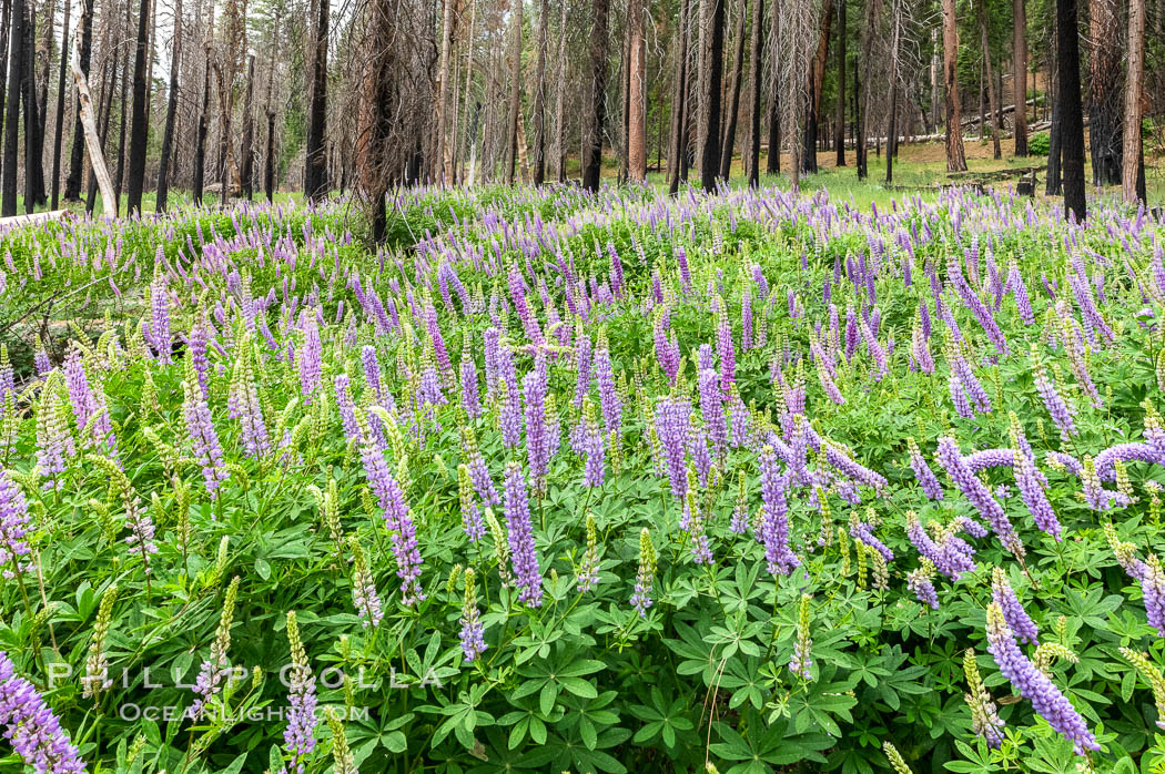 Lupine bloom in burned area after a forest fire, near Wawona, Yosemite National Park. California, USA, natural history stock photograph, photo id 36368