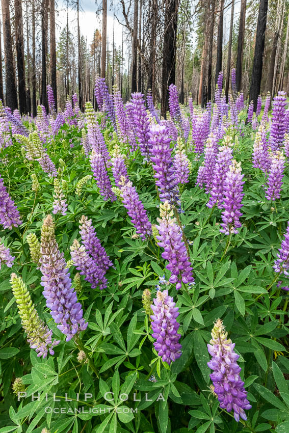 Lupine bloom in burned area after a forest fire, near Wawona, Yosemite National Park. California, USA, natural history stock photograph, photo id 36372