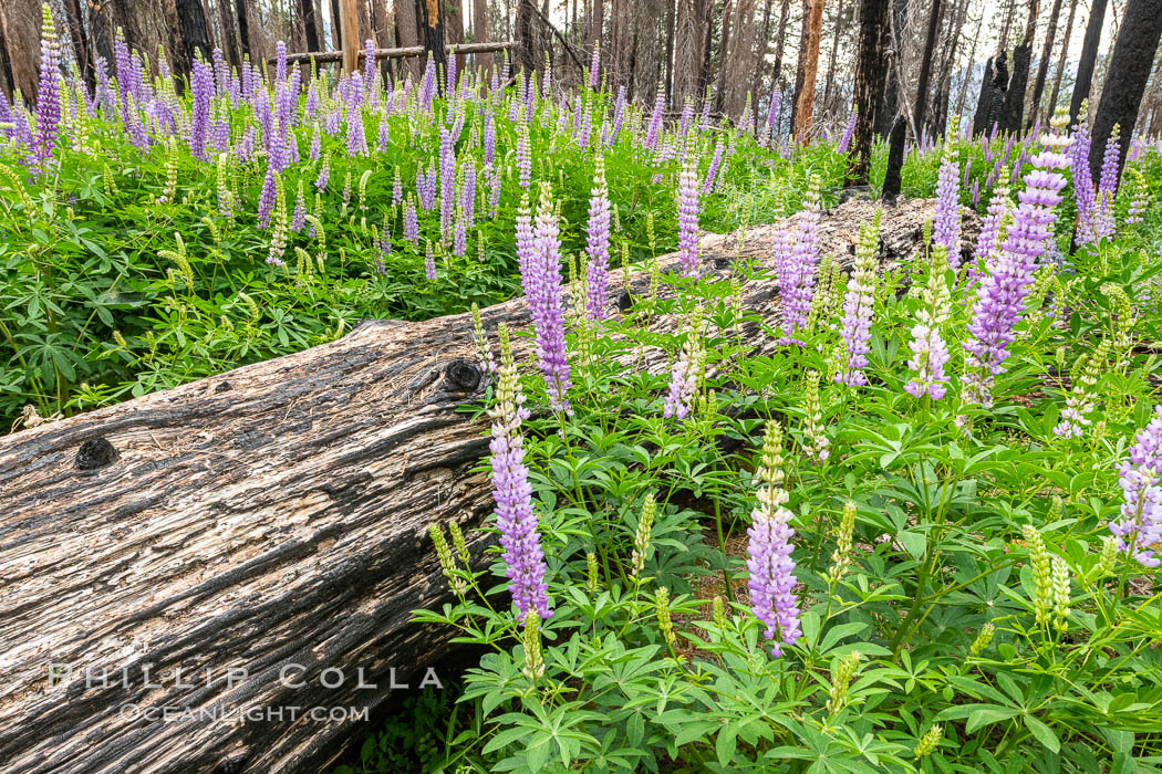 Lupine bloom in burned area after a forest fire, near Wawona, Yosemite National Park