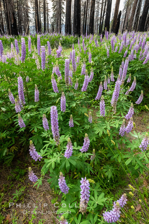 Lupine bloom in burned area after a forest fire, near Wawona, Yosemite National Park. California, USA, natural history stock photograph, photo id 36369