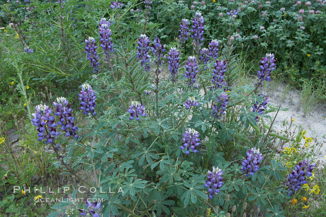 Lupine (species unidentified) blooms in spring. Rancho Santa Fe, California, USA, Lupinus, natural history stock photograph, photo id 11398