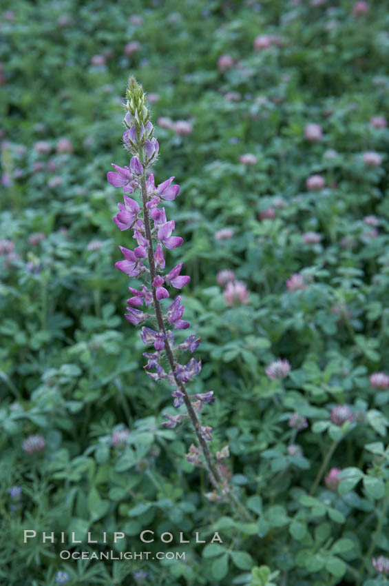 Image 11410, Lupine (species unidentified) blooms in spring. Rancho Santa Fe, California, USA, Lupinus sp., Phillip Colla, all rights reserved worldwide. Keywords: california, coastal wildflower, lupine, lupinus sp, plant, rancho santa fe, usa, wildflower.