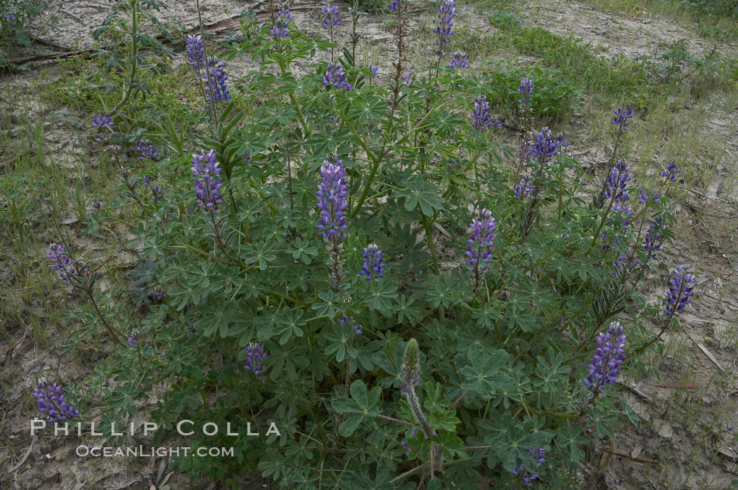Image 11402, Lupine (species unidentified) blooms in spring. Rancho Santa Fe, California, USA, Lupinus sp., Phillip Colla, all rights reserved worldwide. Keywords: california, coastal wildflower, lupine, lupinus sp, plant, rancho santa fe, usa, wildflower.