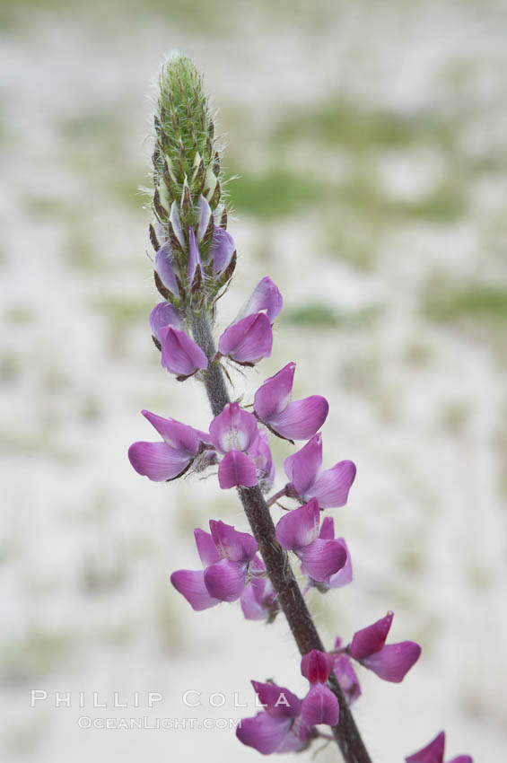 Lupine (species unidentified) blooms in spring. Rancho Santa Fe, California, USA, Lupinus, natural history stock photograph, photo id 11414