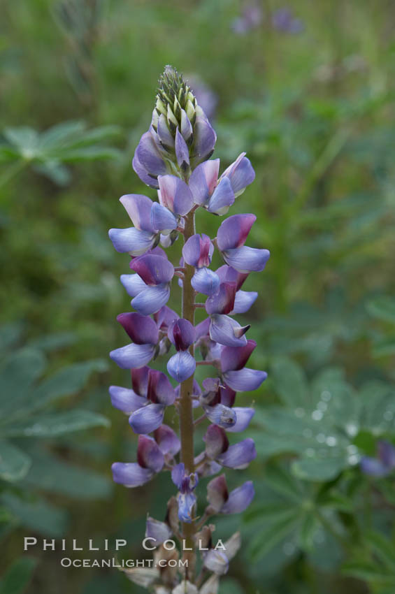 Lupine (species unidentified) blooms in spring. Rancho Santa Fe, California, USA, Lupinus, natural history stock photograph, photo id 11396