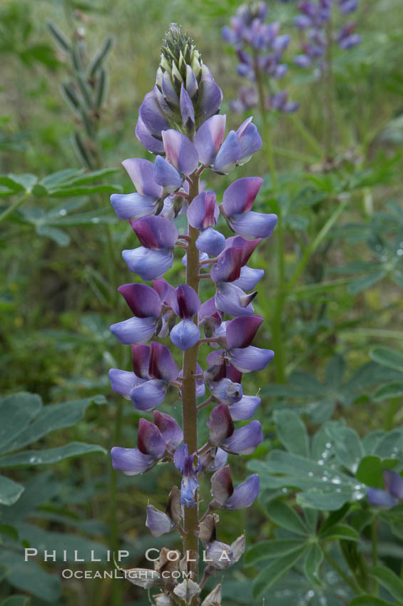 Lupine (species unidentified) blooms in spring. Rancho Santa Fe, California, USA, Lupinus, natural history stock photograph, photo id 11408