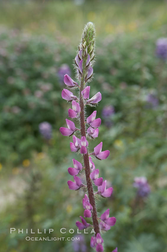 Lupine (species unidentified) blooms in spring. Rancho Santa Fe, California, USA, Lupinus, natural history stock photograph, photo id 11411