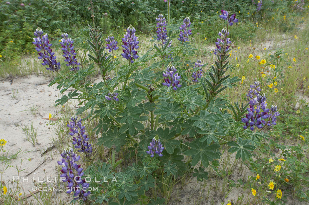 Lupine (species unidentified) blooms in spring. Rancho Santa Fe, California, USA, Lupinus, natural history stock photograph, photo id 11405
