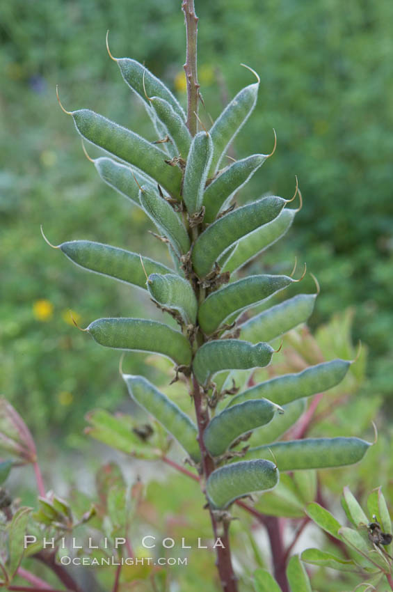 Lupine (species unidentified) blooms in spring. Rancho Santa Fe, California, USA, Lupinus, natural history stock photograph, photo id 11404