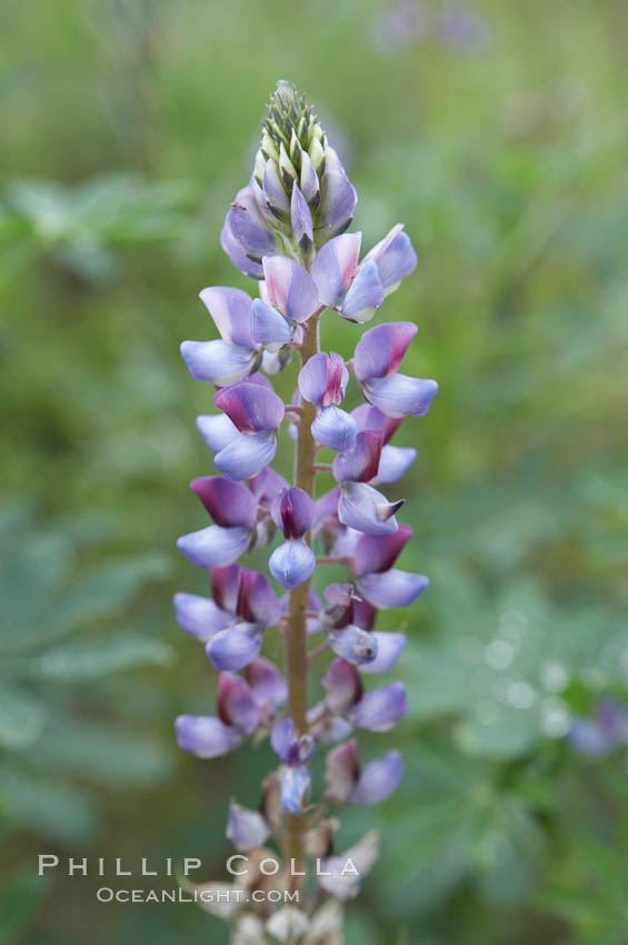 Lupine (species unidentified) blooms in spring. Rancho Santa Fe, California, USA, Lupinus, natural history stock photograph, photo id 11395