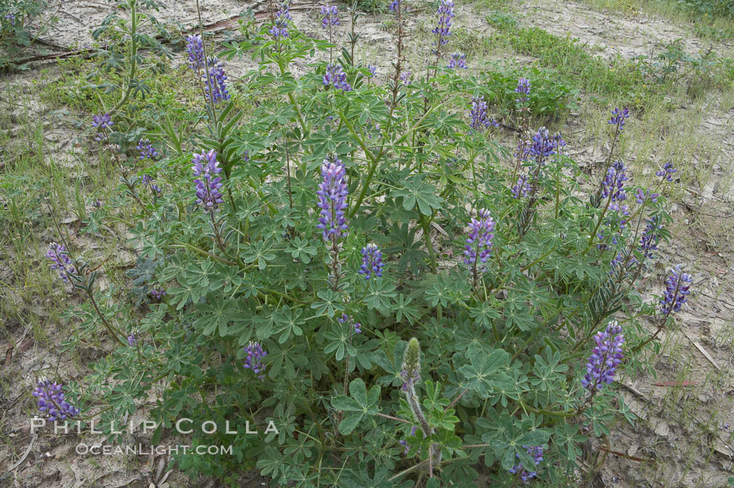 Lupine (species unidentified) blooms in spring. Rancho Santa Fe, California, USA, Lupinus, natural history stock photograph, photo id 11401