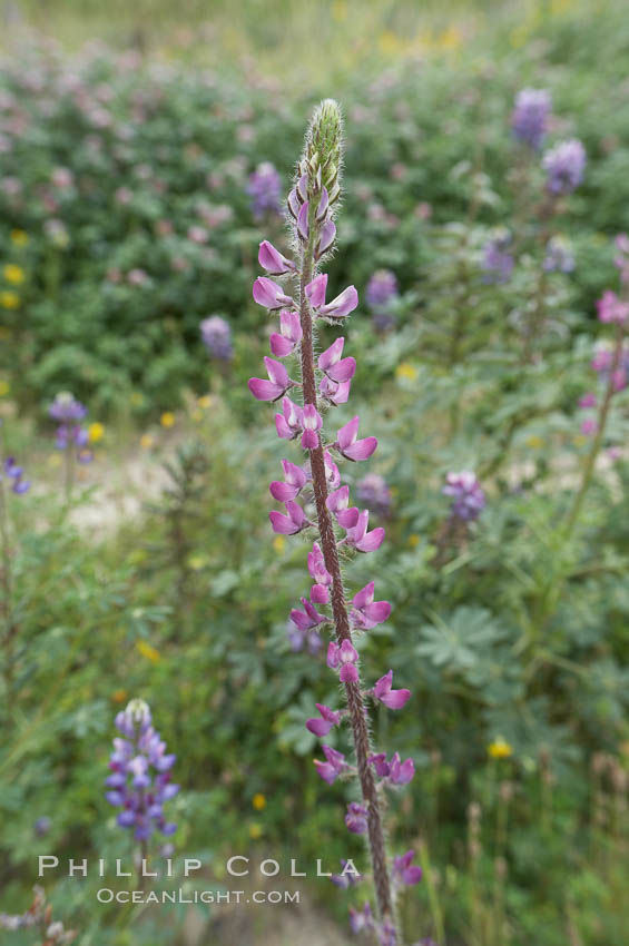 Lupine (species unidentified) blooms in spring. Rancho Santa Fe, California, USA, Lupinus, natural history stock photograph, photo id 11413