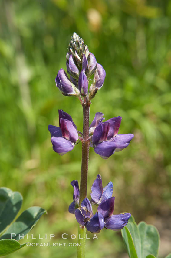 Lupine (species unidentified) blooms in spring, Batiquitos Lagoon, Carlsbad. California, USA, Lupinus, natural history stock photograph, photo id 11418