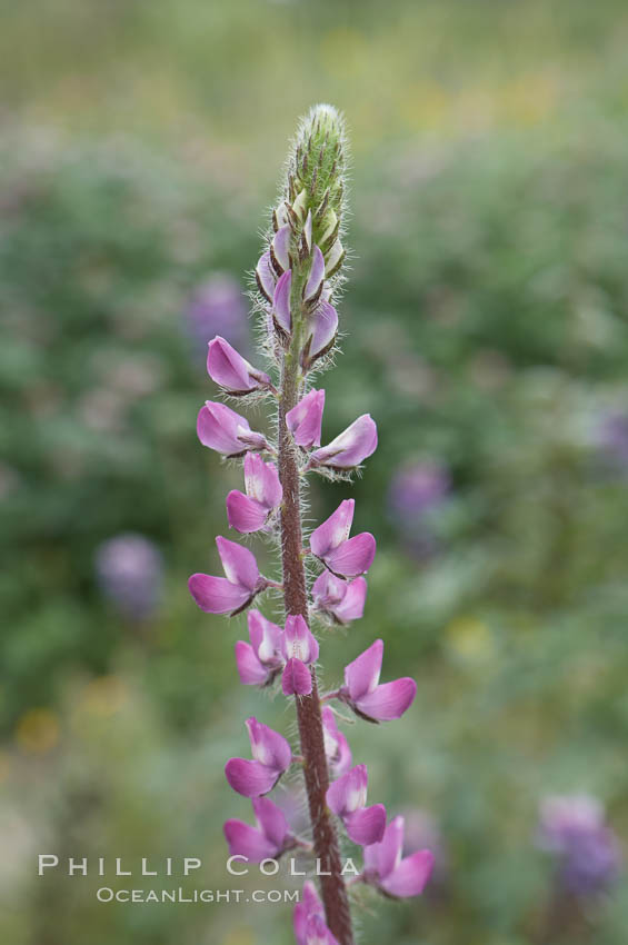 Image 11412, Lupine (species unidentified) blooms in spring. Rancho Santa Fe, California, USA, Lupinus sp., Phillip Colla, all rights reserved worldwide. Keywords: california, coastal wildflower, lupine, lupinus sp, plant, rancho santa fe, usa, wildflower.
