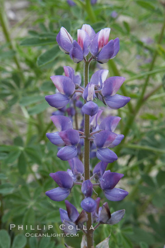 Lupine (species unidentified) blooms in spring. Rancho Santa Fe, California, USA, Lupinus, natural history stock photograph, photo id 11403