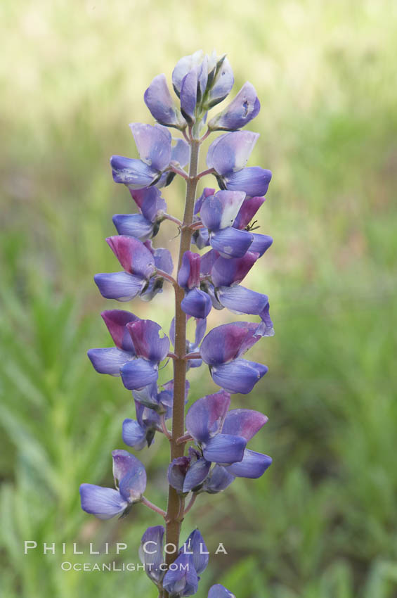 Lupine (species unidentified) blooms in spring, Batiquitos Lagoon, Carlsbad. California, USA, Lupinus, natural history stock photograph, photo id 11415