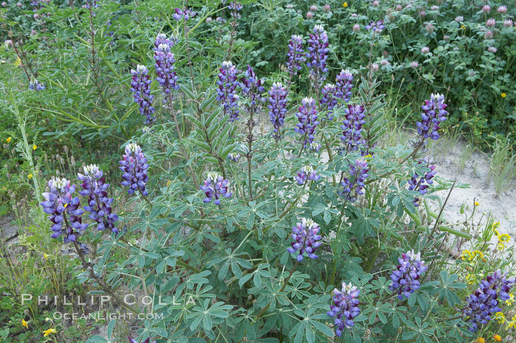 Lupine (species unidentified) blooms in spring. Rancho Santa Fe, California, USA, Lupinus, natural history stock photograph, photo id 11397