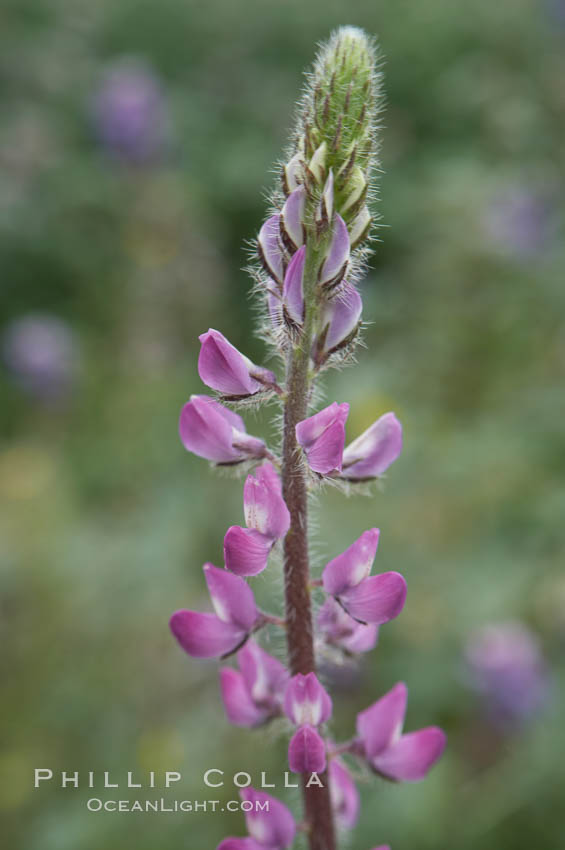 Lupine (species unidentified) blooms in spring. Rancho Santa Fe, California, USA, Lupinus, natural history stock photograph, photo id 11409