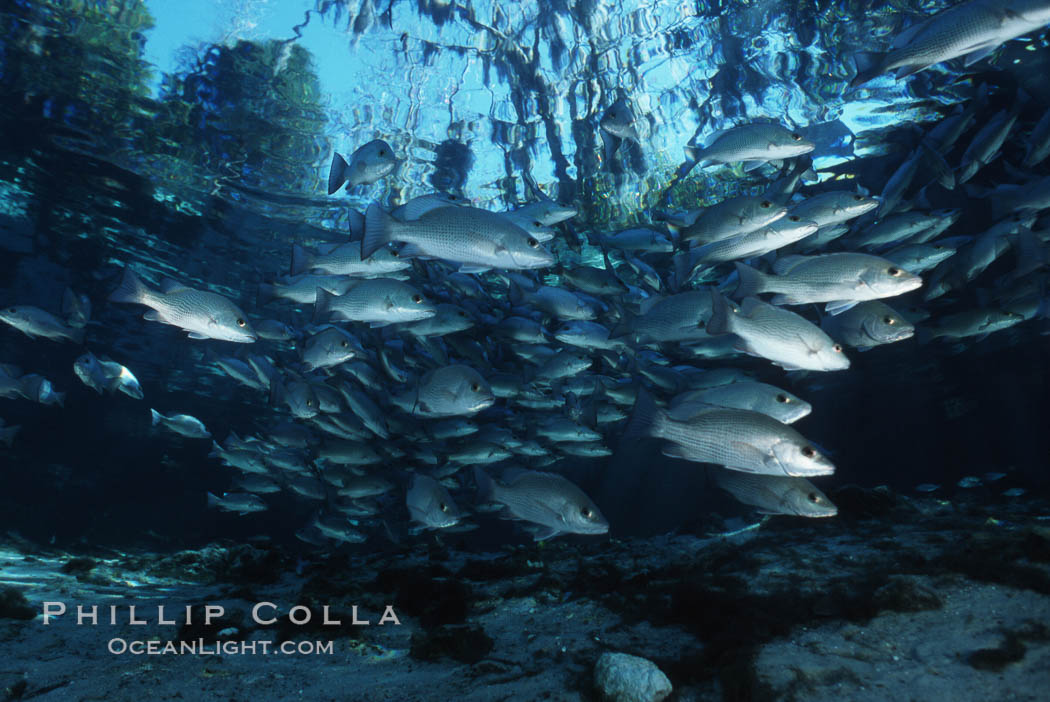 Mangrove snapper. Three Sisters Springs, Crystal River, Florida, USA, Lutjanus griseus, natural history stock photograph, photo id 05162