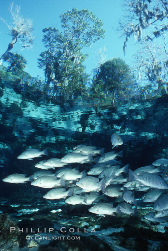 Image 05156, Mangrove snapper. Three Sisters Springs, Crystal River, Florida, USA, Lutjanus griseus, Phillip Colla, all rights reserved worldwide. Keywords: animal, atlantic, cluster, crystal river, environment, fish, fish behavior, fishes, florida, group, landscape, lutjanus griseus, mangrove snapper, marine, marine fish, nature, ocean, outdoors, outside, scene, scenery, scenic, school, schooling, sea, seascape, snapper, spring river, three sisters springs, underwater, underwater landscape, usa, wildlife.