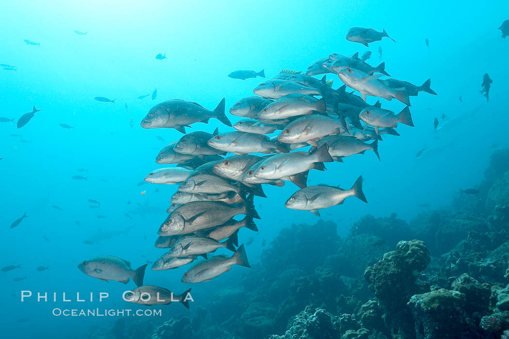 Unidentified snapper. Darwin Island, Galapagos Islands, Ecuador, Lutjanus, natural history stock photograph, photo id 16355