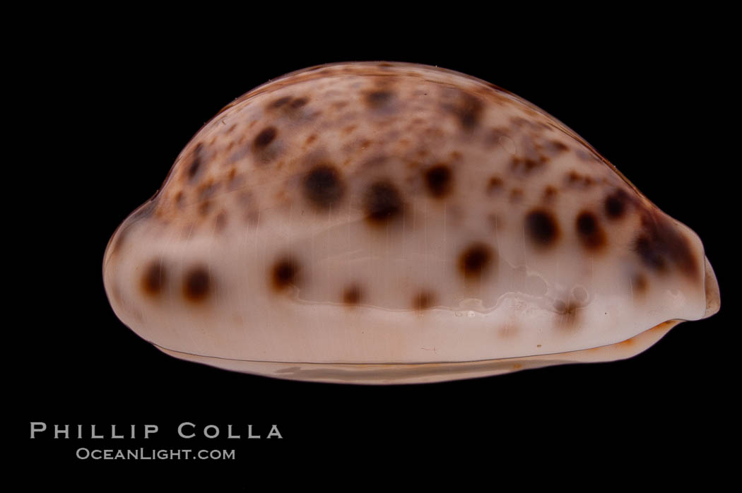 Lynx Cowrie., Cypraea lynx, natural history stock photograph, photo id 08513