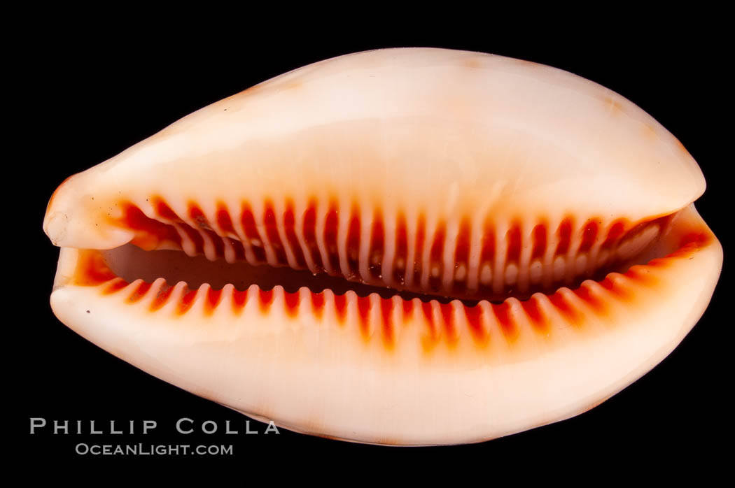 Lynx Cowrie., Cypraea lynx vanelli, natural history stock photograph, photo id 08032