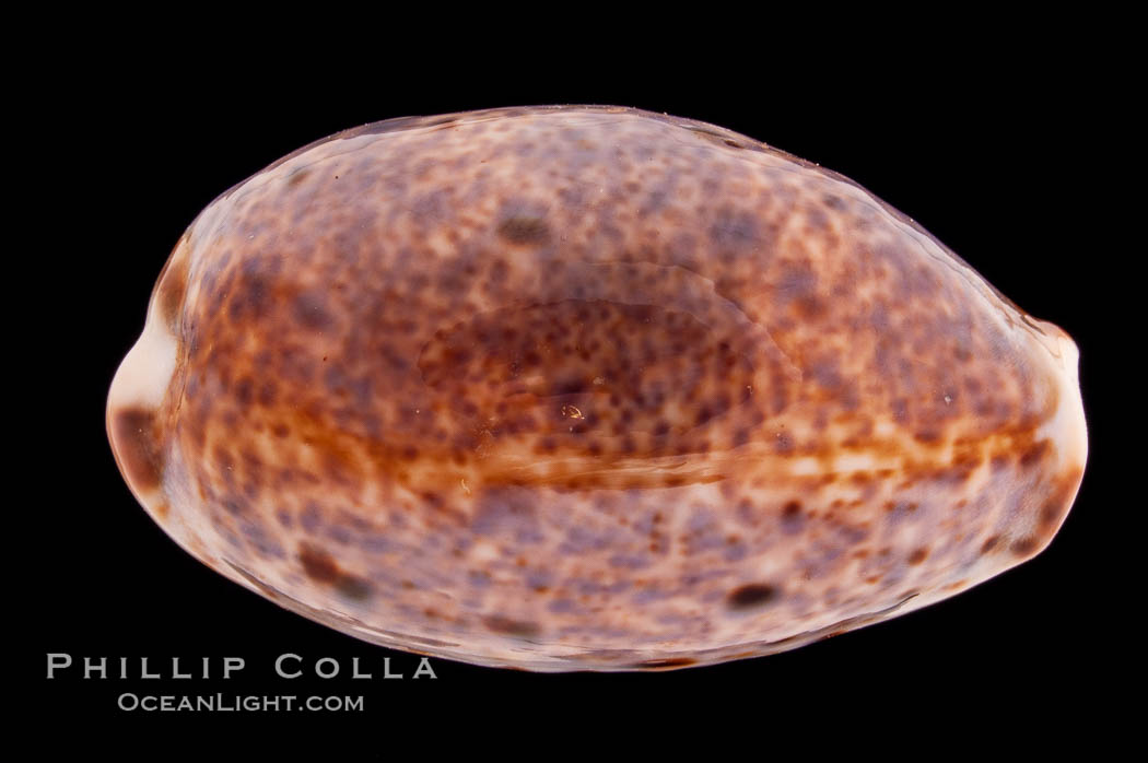 Lynx Cowrie., Cypraea lynx, natural history stock photograph, photo id 08518