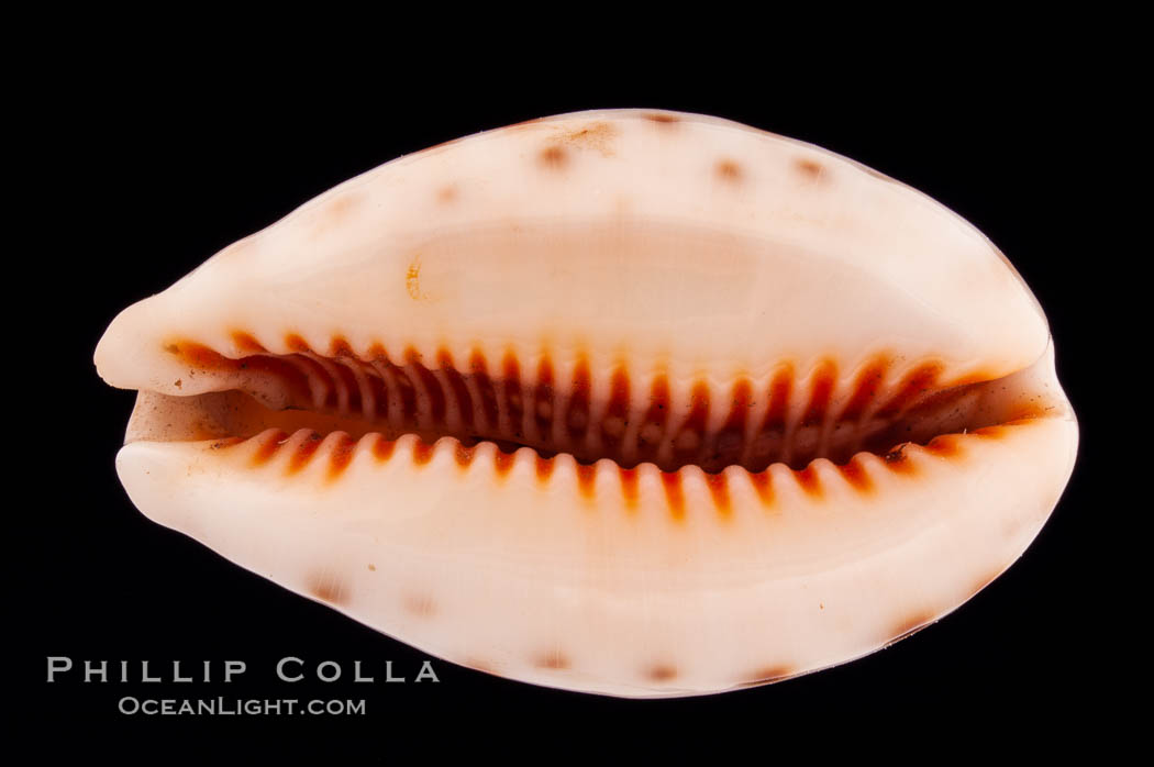 Lynx Cowrie., Cypraea lynx, natural history stock photograph, photo id 08512