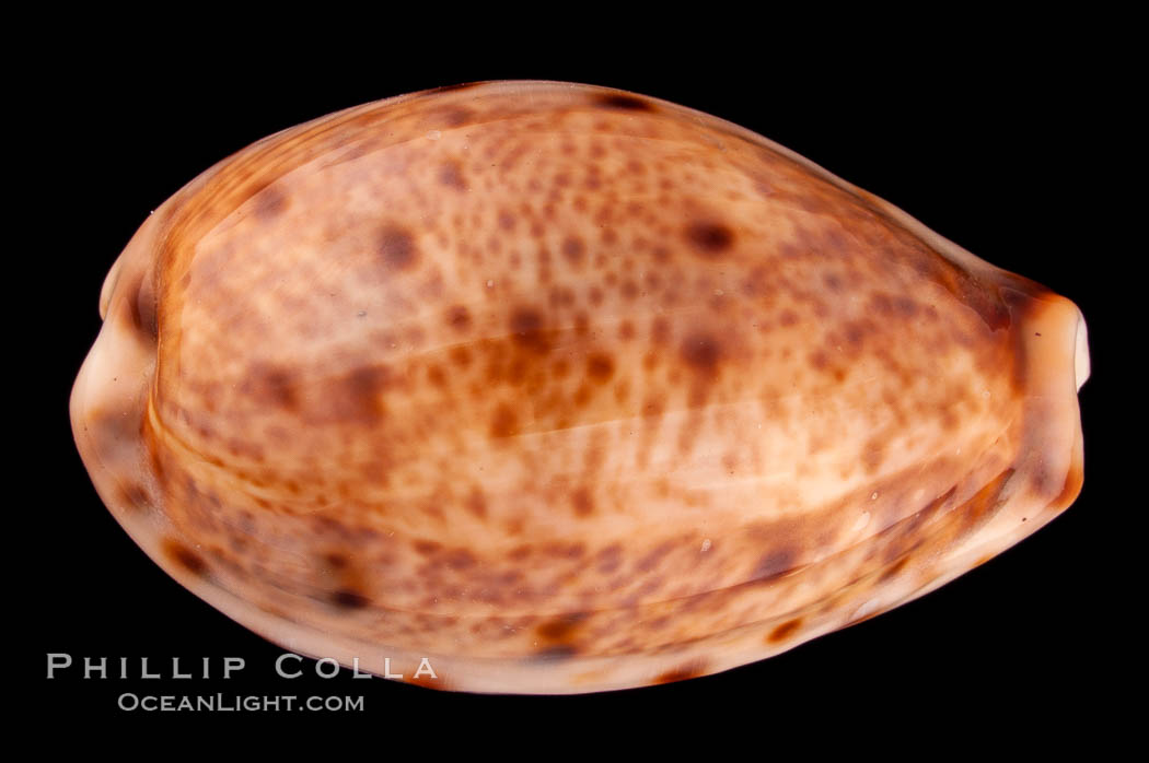 Lynx Cowrie., Cypraea lynx vanelli, natural history stock photograph, photo id 08031