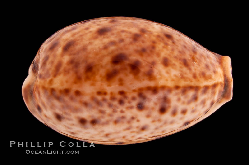 Lynx Cowrie., Cypraea lynx, natural history stock photograph, photo id 08515