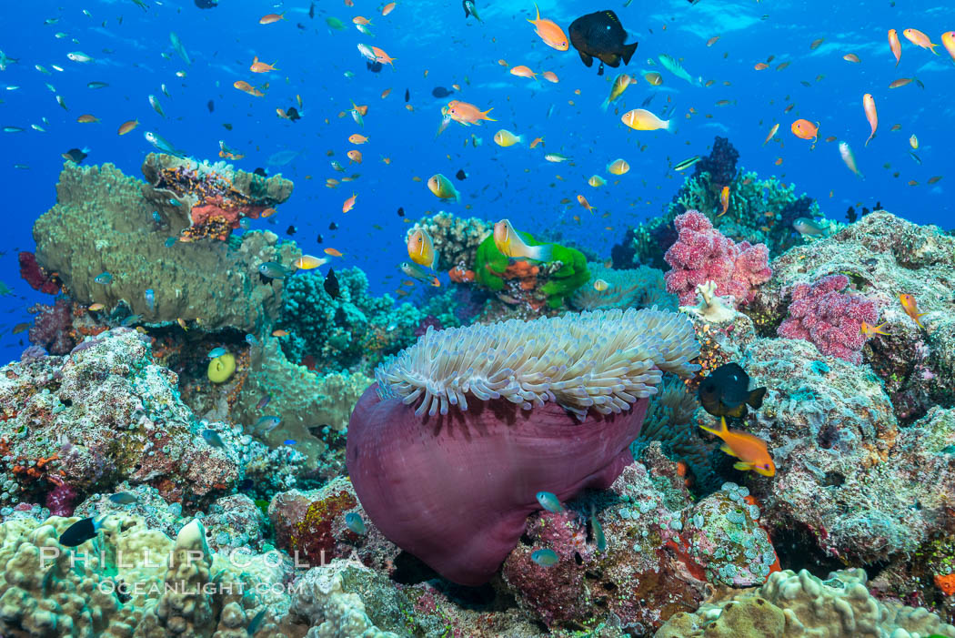 Lyretail Anthias (Pseudanthias squamipinnis). Pink Anemonefish (Amphiprion perideraion) and Magnificent Anemone (Heteractis sp) over South Pacific Coral Reef. Namena Marine Reserve, Namena Island, Fiji, Amphiprion perideraion, Pseudanthias, natural history stock photograph, photo id 31830