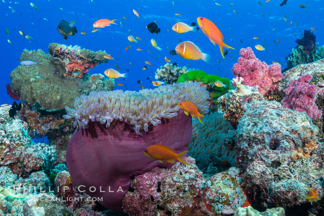 Lyretail Anthias (Pseudanthias squamipinnis). Pink Anemonefish (Amphiprion perideraion) and Magnificent Anemone (Heteractis sp) over South Pacific Coral Reef. Namena Marine Reserve, Namena Island, Fiji, Amphiprion perideraion, Pseudanthias, natural history stock photograph, photo id 31829