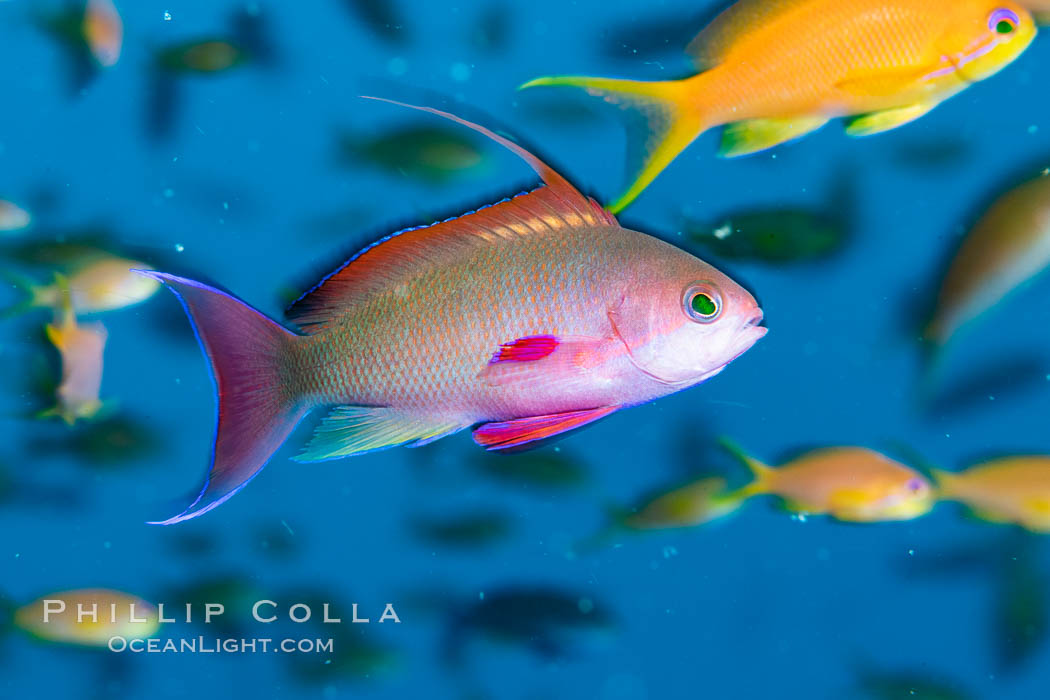 Lyretail Anthias foraging for bits of food passing by in ocean currents, Pseudanthias squamipinnis, Fiji., Pseudanthias, natural history stock photograph, photo id 34990