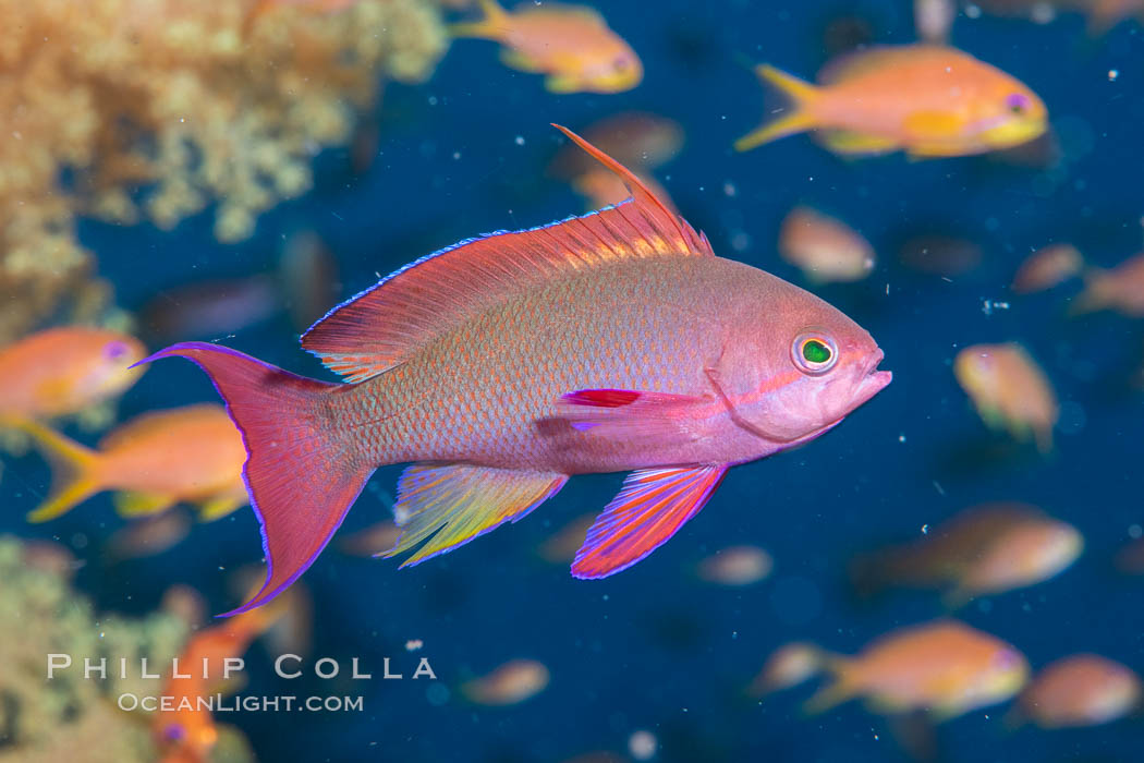 Lyretail Anthias foraging for bits of food passing by in ocean currents, Pseudanthias squamipinnis, Fiji., Pseudanthias, natural history stock photograph, photo id 34827