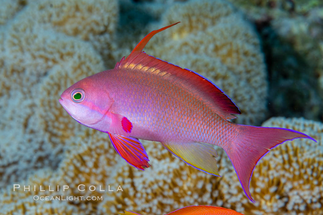 Lyretail Anthias, Pseudanthias squamipinnis, Fiji., Pseudanthias, natural history stock photograph, photo id 34773