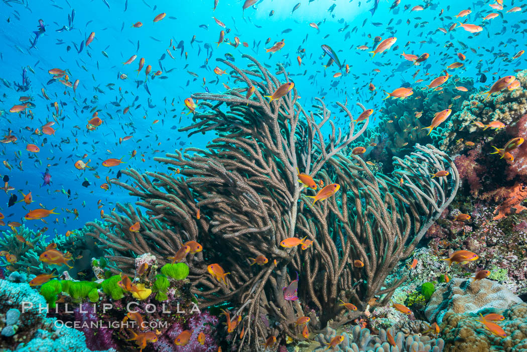 Lyretail anthias fishes schooling over coral reef, females are orange, male are purple, polarized as they swim into ocean currents, Fiji., Ellisella, Pseudanthias, natural history stock photograph, photo id 31843