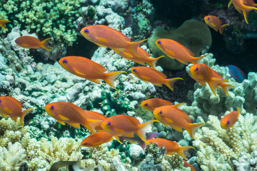 Lyretail anthias fishes schooling over coral reef, females are orange, male are purple, polarized as they swim into ocean currents, Fiji. Makogai Island, Lomaiviti Archipelago, Pseudanthias, natural history stock photograph, photo id 31801