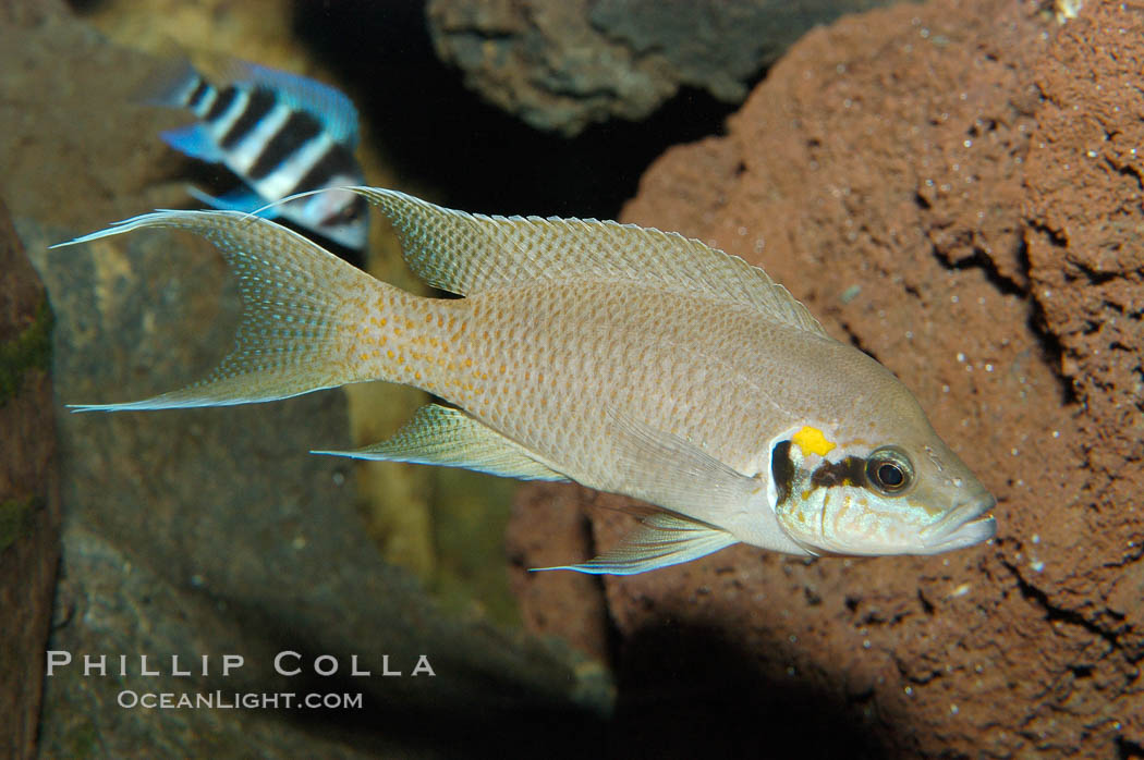 Lyretail cichlid., Neolamprologus brichardi, natural history stock photograph, photo id 09260