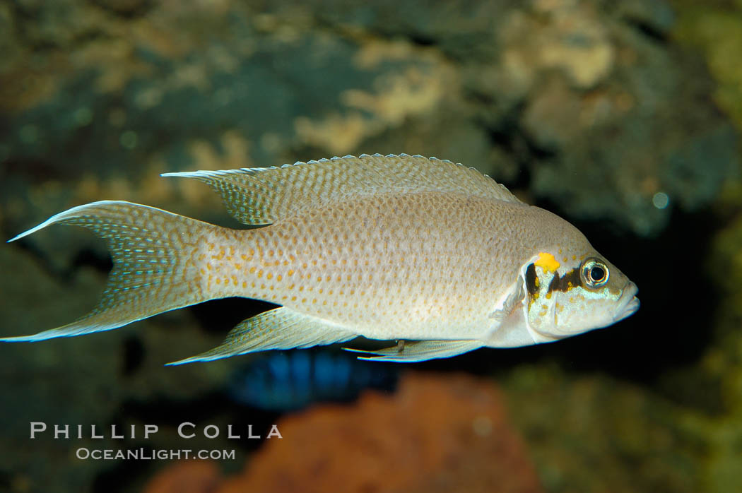 Lyretail cichlid., Neolamprologus brichardi, natural history stock photograph, photo id 09364