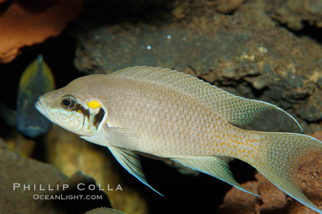 Lyretail cichlid., Neolamprologus brichardi, natural history stock photograph, photo id 09259