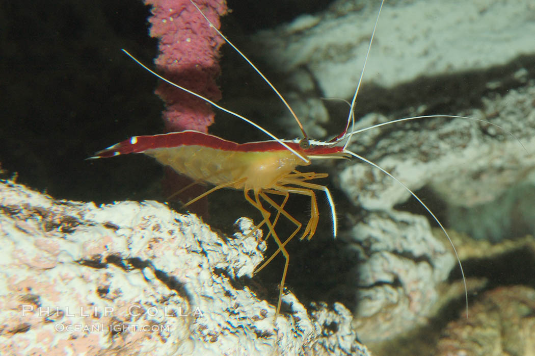 Cleaner shrimp., Lysmata amboinensis, natural history stock photograph, photo id 08676