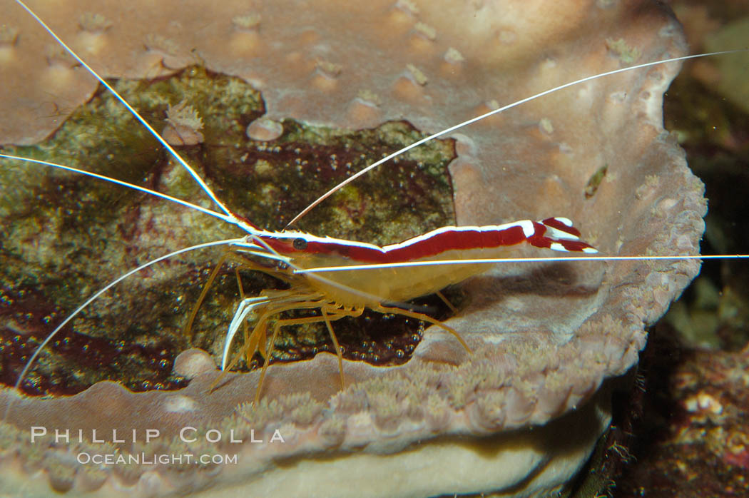 Cleaner shrimp., Lysmata amboinensis, natural history stock photograph, photo id 09257