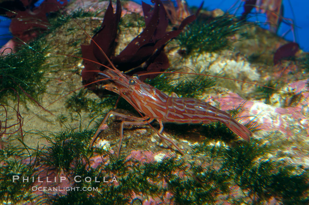 Red rock shrimp., Lysmata californica, natural history stock photograph, photo id 08638