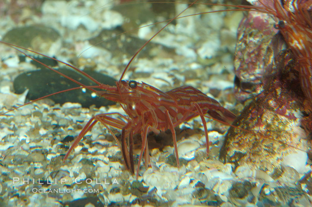 Red rock shrimp., Lysmata californica, natural history stock photograph, photo id 08644