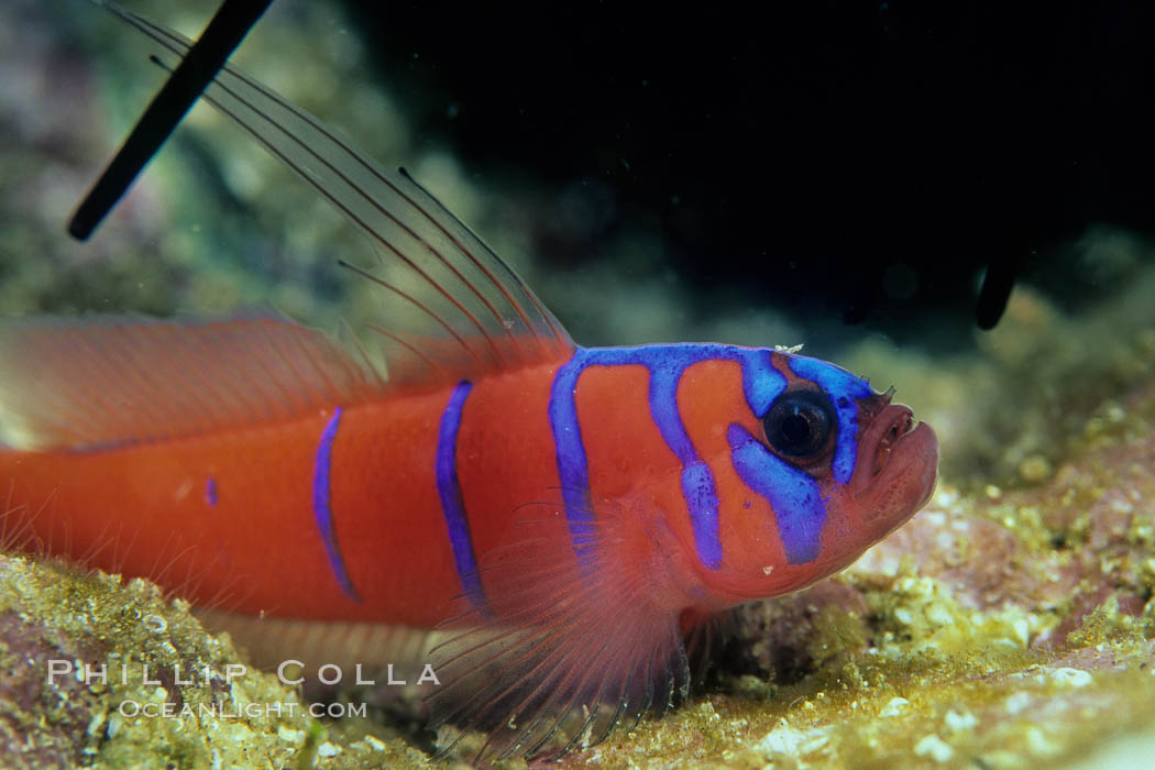 Bluebanded goby, Catalina. Catalina Island, California, USA, Lythrypnus dalli, natural history stock photograph, photo id 07062