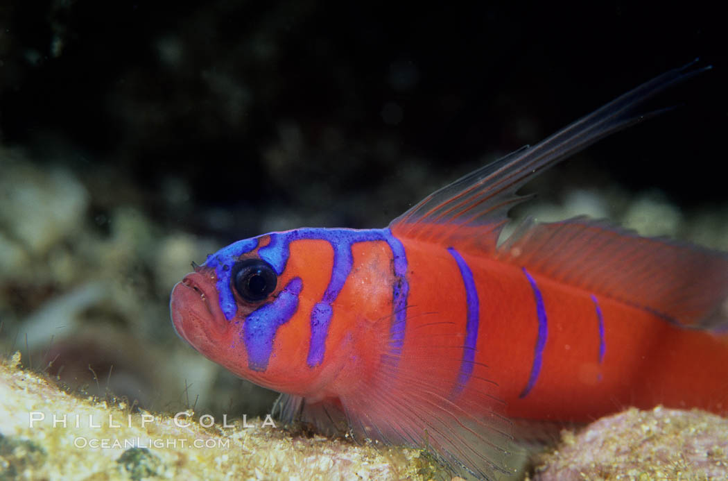 Bluebanded Goby. Catalina Island, California, USA, Lythrypnus dalli, natural history stock photograph, photo id 02020