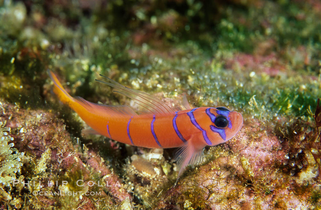 Bluebanded goby, Catalina. Catalina Island, California, USA, Lythrypnus dalli, natural history stock photograph, photo id 04597