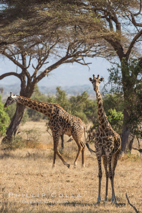 Maasai Giraffe, Amboseli National Park. Kenya, Giraffa camelopardalis tippelskirchi, natural history stock photograph, photo id 29514